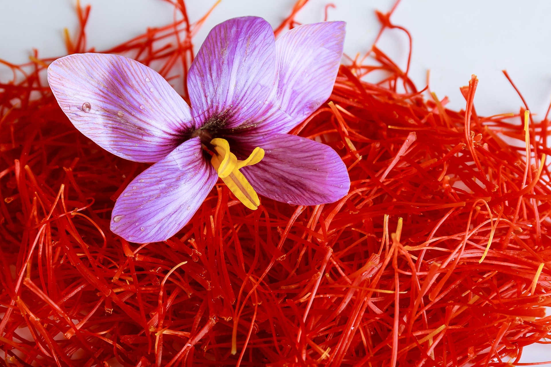Saffron flower on a pile of saffron threads on a white background